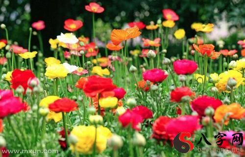 梦见开满了鲜花