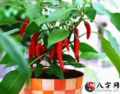 梦见辣椒树上结很多辣椒
