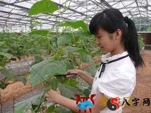 梦见摘别人家的黄瓜