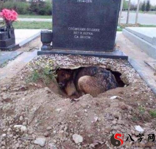 梦见坟墓里挖出好多东西